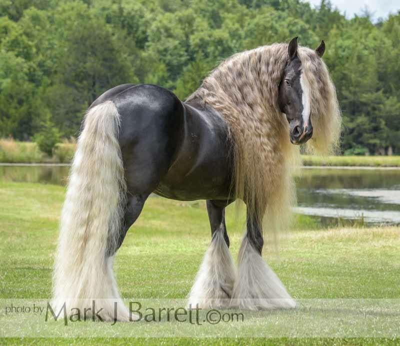 Sir Royal Gold #Gypsy Vanner Horse